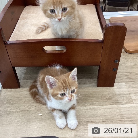 山梨県のサイベリアン (ペットプラス 甲府国母店/2025年11月19日生まれ/男の子/レッドタビーホワイト)の子猫の4枚目の画像