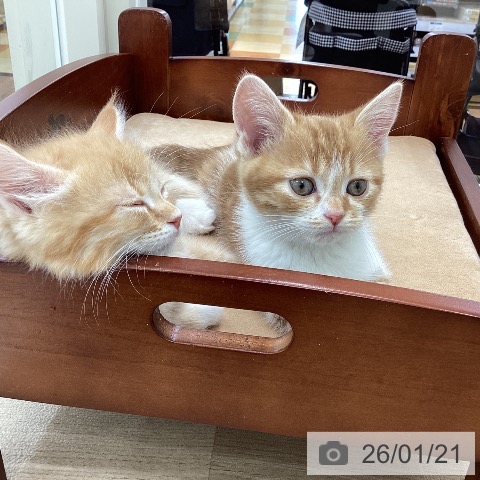 山梨県のサイベリアン (ペットプラス 甲府国母店/2025年11月19日生まれ/男の子/レッドタビーホワイト)の子猫の3枚目の画像