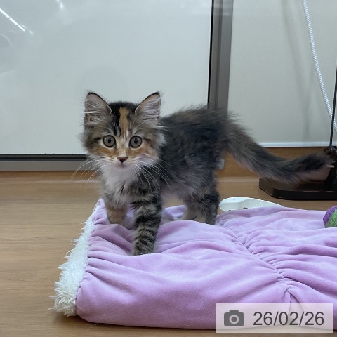 東京都のサイベリアン (ペッツワン 南砂町SUNAMO店/2025年11月19日生まれ/女の子/キャリコ)の子猫の3枚目の画像