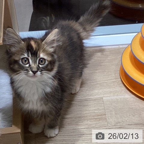 サイベリアンの写真