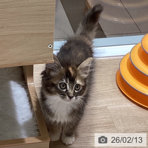 千葉県のサイベリアン (ペットプラス 船橋店/2025年11月18日生まれ/女の子/キャリコ)の子猫の4枚目の画像