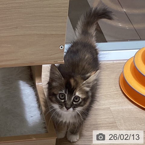 千葉県のサイベリアン (ペットプラス 船橋店/2025年11月18日生まれ/女の子/キャリコ)の子猫の3枚目の画像