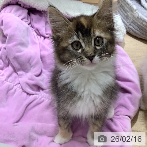 千葉県のサイベリアン (ペットプラス 船橋店/2025年11月18日生まれ/女の子/キャリコ)の子猫の3枚目の画像