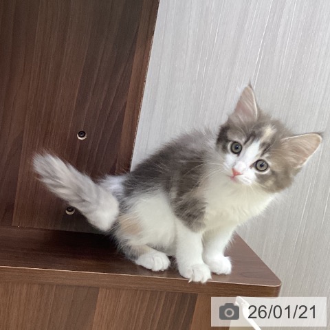 山梨県のサイベリアン (ペットプラス 甲府昭和店/2025年11月18日生まれ/女の子/ダイリュートキャリコ)の子猫の4枚目の画像