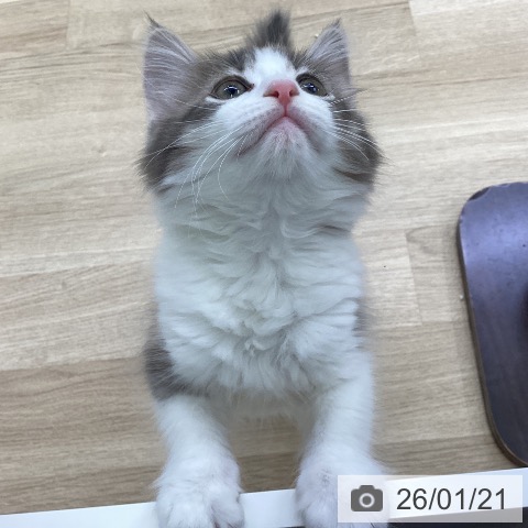 山梨県のサイベリアン (ペットプラス 甲府昭和店/2025年11月18日生まれ/女の子/ダイリュートキャリコ)の子猫の3枚目の画像