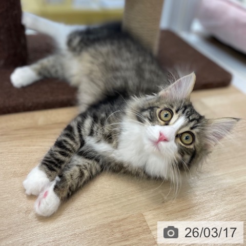 サイベリアンの写真