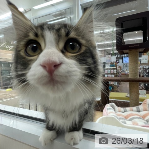 サイベリアンの写真