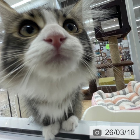 サイベリアンの写真