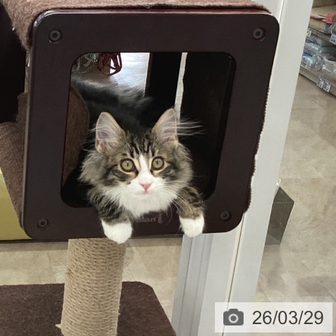 神奈川県のサイベリアン (ペットプラス 相模原並木店/2025年11月19日生まれ/男の子/ブラウンタビーホワイト)の子猫の4枚目の画像