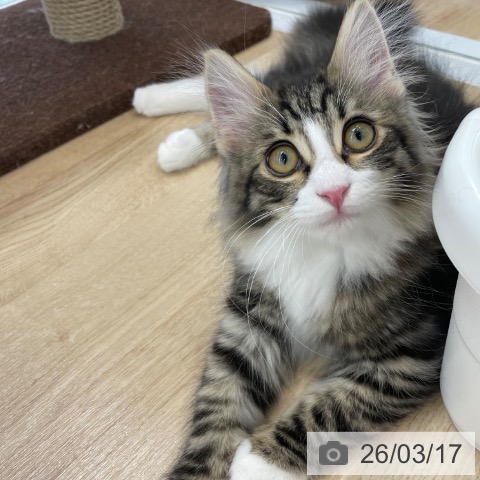 サイベリアンの写真