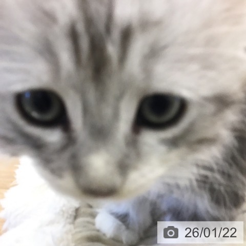 福岡県のサイベリアン (ペットプラス 福岡店/2025年11月19日生まれ/男の子/シルバータビーホワイト)の子猫の4枚目の画像