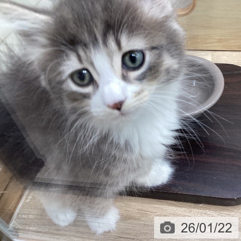 宮城県のサイベリアン (ペットプラス 仙台上杉店/2025年11月19日生まれ/男の子/ブルータビーホワイト)の子猫の4枚目の画像