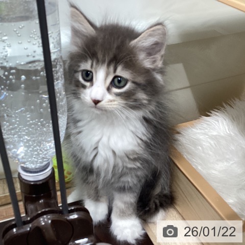 宮城県のサイベリアン (ペットプラス 仙台上杉店/2025年11月19日生まれ/男の子/ブルータビーホワイト)の子猫の3枚目の画像