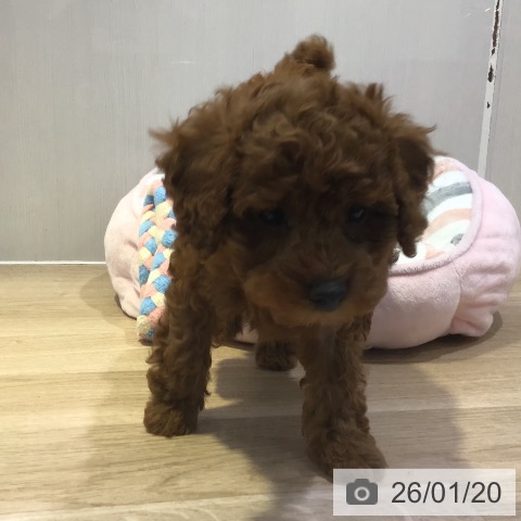 長野県のトイプードル(トイ) (ペットプラス 長野店/2025年11月16日生まれ/男の子/レッド)の子犬の4枚目の画像