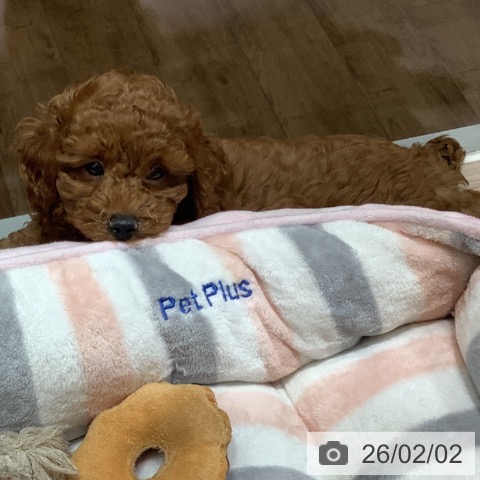 トイ・プードルの写真