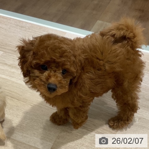 長野県のトイプードル(トイ) (ペットプラス 長野店/2025年11月16日生まれ/男の子/レッド)の子犬の4枚目の画像