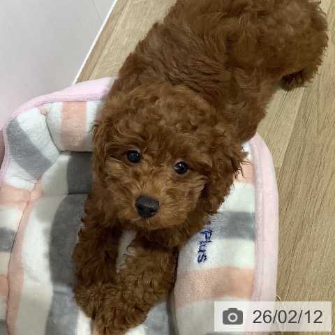 長野県のトイプードル(トイ) (ペットプラス 長野店/2025年11月16日生まれ/男の子/レッド)の子犬の4枚目の画像