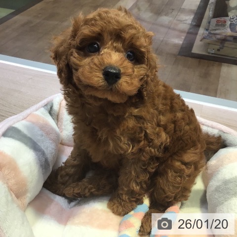 長野県のトイプードル(トイ) (ペットプラス 長野店/2025年11月16日生まれ/男の子/レッド)の子犬の3枚目の画像