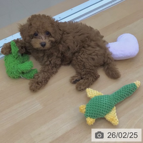 青森県のトイプードル(トイ) (ペットプラス 青森浜田店/2025年11月16日生まれ/男の子/レッド)の子犬の4枚目の画像