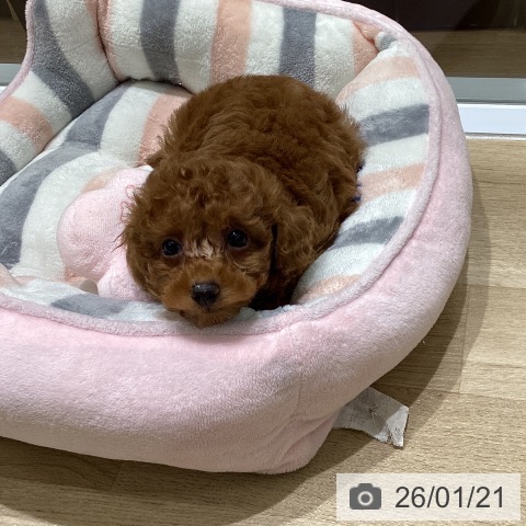 岩手県のトイプードル(トイ) (ペットプラス 盛岡南店/2025年11月16日生まれ/男の子/レッド)の子犬の3枚目の画像