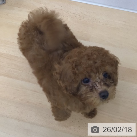 青森県のトイプードル(トイ) (ペットプラス 青森浜田店/2025年11月16日生まれ/男の子/レッド)の子犬の3枚目の画像