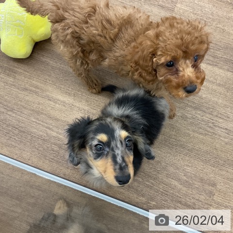 千葉県のカニンヘンダックスフンド(ロング) (ペッツワン 千葉ニュータウン店/2025年11月20日生まれ/男の子/シルバーダップル)の子犬の3枚目の画像