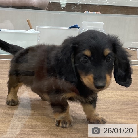埼玉県のカニンヘンダックスフンド(ロング) (ペッツワン 吉川美南店/2025年11月20日生まれ/男の子/ブラックタン)の子犬の4枚目の画像