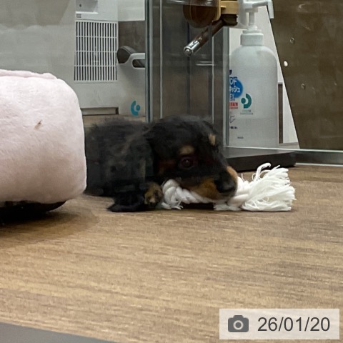 埼玉県のカニンヘンダックスフンド(ロング) (ペッツワン 吉川美南店/2025年11月20日生まれ/男の子/ブラックタン)の子犬の3枚目の画像