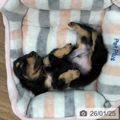 埼玉県のカニンヘンダックスフンド(ロング) (ペッツワン 吉川美南店/2025年11月20日生まれ/男の子/ブラックタン)の子犬の3枚目の画像