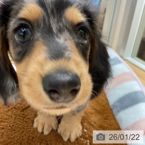 埼玉県のカニンヘンダックスフンド(ロング) (ペットプラス 浦和美園店/2025年11月18日生まれ/男の子/シルバーダップル)の子犬の4枚目の画像