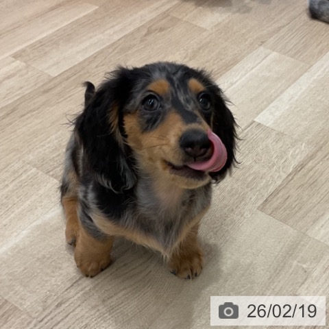 群馬県のカニンヘンダックスフンド(ロング) (ペットプラス イオンモール太田店/2025年11月18日生まれ/男の子/シルバーダップル)の子犬の4枚目の画像