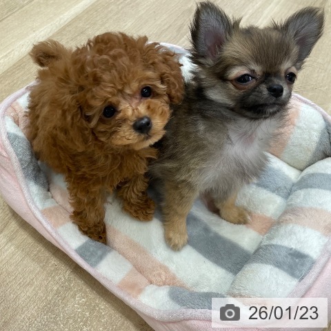 神奈川県のトイプードル(トイ) (ペットプラス テラスモール湘南店/2025年11月16日生まれ/男の子/レッドフォーン)の子犬の4枚目の画像