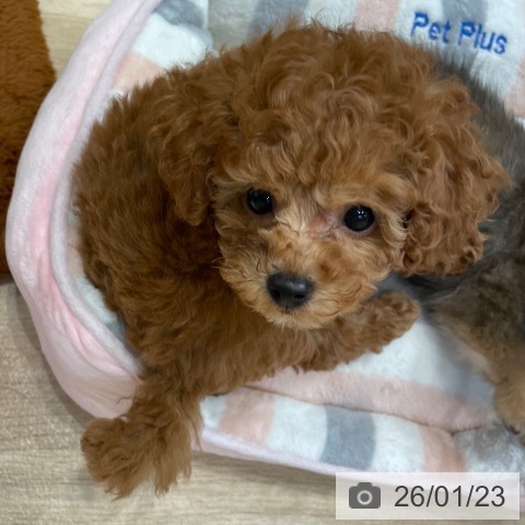 神奈川県のトイプードル(トイ) (ペットプラス テラスモール湘南店/2025年11月16日生まれ/男の子/レッドフォーン)の子犬の3枚目の画像