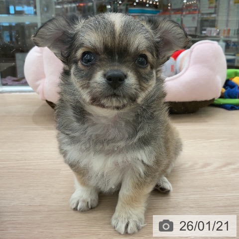 埼玉県のチワワ(ロング) (ペットプラス 上尾店/2025年11月16日生まれ/男の子/フォーンホワイト)の子犬の3枚目の画像