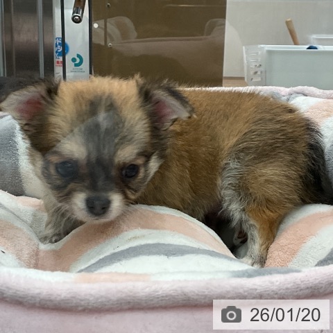 埼玉県のチワワ(ロング) (ペッツワン 吉川美南店/2025年11月16日生まれ/男の子/フォーンホワイト)の子犬の4枚目の画像