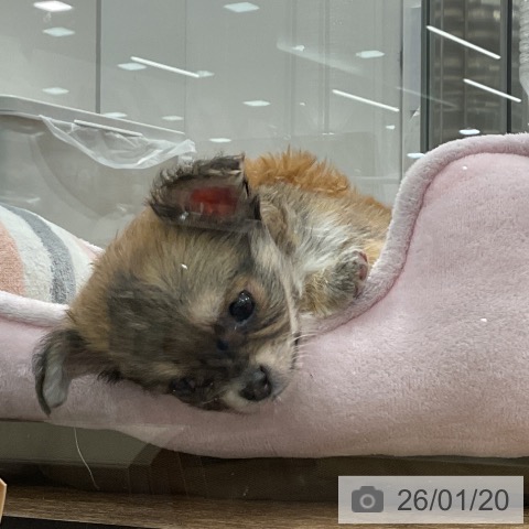 埼玉県のチワワ(ロング) (ペッツワン 吉川美南店/2025年11月16日生まれ/男の子/フォーンホワイト)の子犬の3枚目の画像