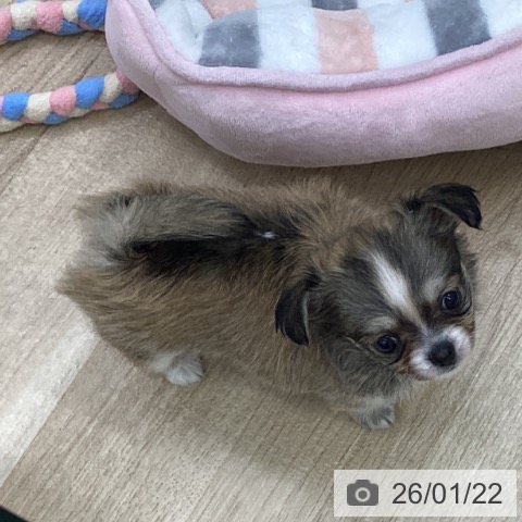 福島県のチワワ(ロング) (ペットプラス 福島店/2025年11月16日生まれ/女の子/フォーンホワイト)の子犬の4枚目の画像