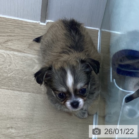 福島県のチワワ(ロング) (ペットプラス 福島店/2025年11月16日生まれ/女の子/フォーンホワイト)の子犬の3枚目の画像