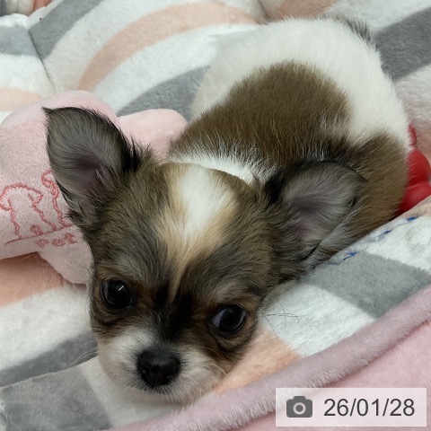 千葉県のチワワ(ロング) (ペッツワン 千葉ニュータウン店/2025年11月16日生まれ/女の子/ホワイトフォーン)の子犬の3枚目の画像