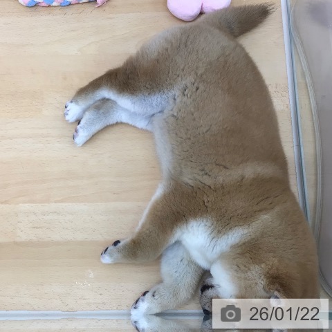 青森県の柴犬(標準サイズ) (ペットプラス 青森浜田店/2025年11月8日生まれ/男の子/赤)の子犬の4枚目の画像