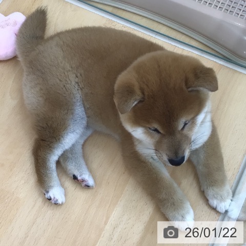 青森県の柴犬(標準サイズ) (ペットプラス 青森浜田店/2025年11月8日生まれ/男の子/赤)の子犬の3枚目の画像