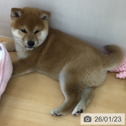 青森県の柴犬(標準サイズ) (ペットプラス 青森浜田店/2025年11月8日生まれ/男の子/赤)の子犬の4枚目の画像