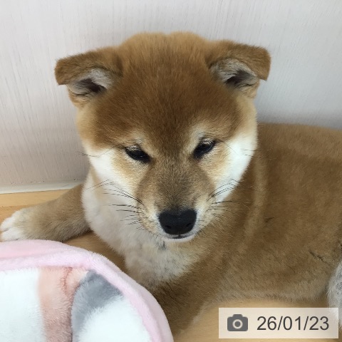 青森県の柴犬(標準サイズ) (ペットプラス 青森浜田店/2025年11月8日生まれ/男の子/赤)の子犬の3枚目の画像