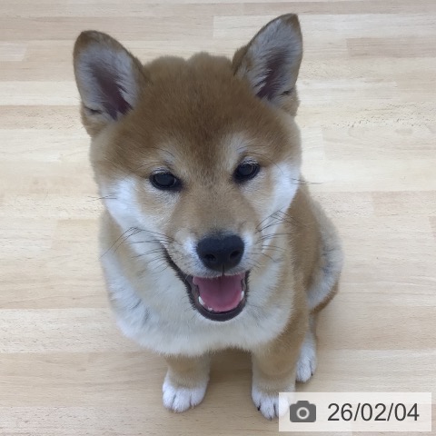 青森県の柴犬(標準サイズ) (ペットプラス 青森浜田店/2025年11月8日生まれ/男の子/赤)の子犬の4枚目の画像