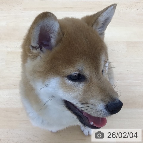 青森県の柴犬(標準サイズ) (ペットプラス 青森浜田店/2025年11月8日生まれ/男の子/赤)の子犬の3枚目の画像