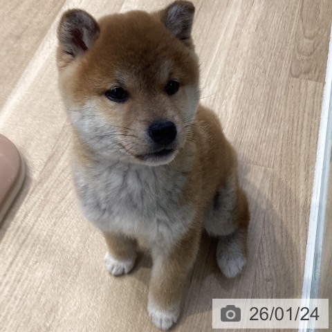 神奈川県の柴犬(標準サイズ) (ペットプラス 座間店/2025年11月8日生まれ/女の子/赤)の子犬の4枚目の画像