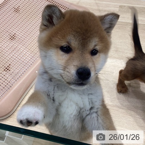 神奈川県の柴犬(標準サイズ) (ペットプラス 座間店/2025年11月8日生まれ/女の子/赤)の子犬の3枚目の画像