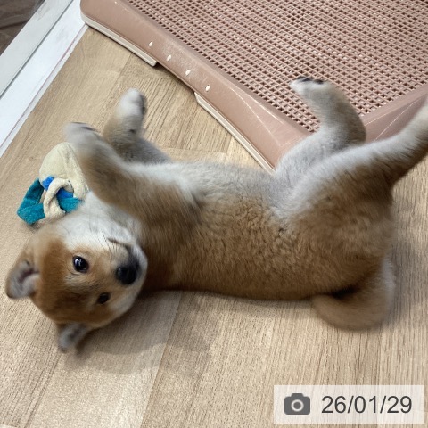 神奈川県の柴犬(標準サイズ) (ペットプラス 座間店/2025年11月8日生まれ/女の子/赤)の子犬の4枚目の画像