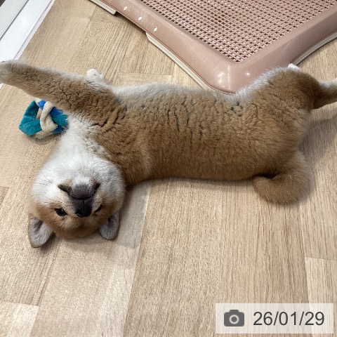 神奈川県の柴犬(標準サイズ) (ペットプラス 座間店/2025年11月8日生まれ/女の子/赤)の子犬の3枚目の画像