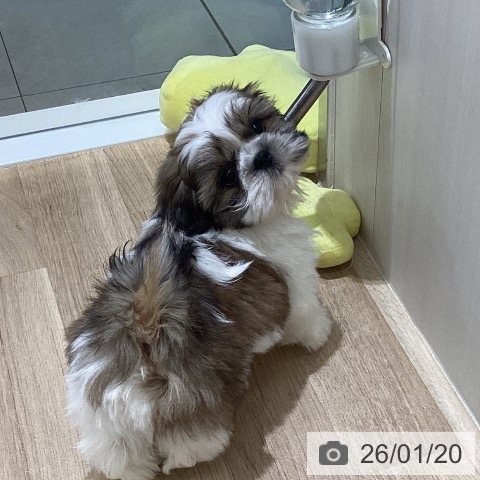 長野県のシーズー (ペットプラス 須坂店/2025年11月17日生まれ/男の子/ゴールドホワイト)の子犬の4枚目の画像